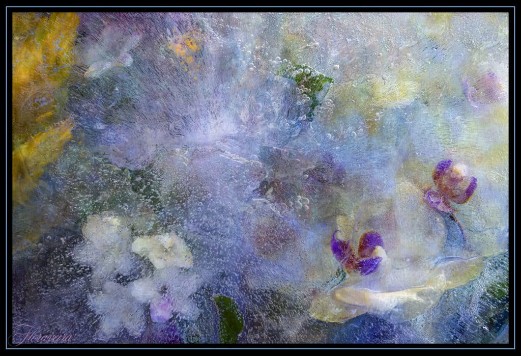 Floraveira - Beneath the Sea Shawl