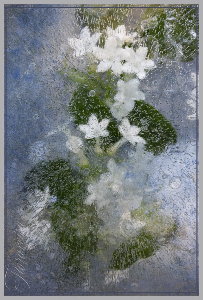 Floraveira - Stephanotis Blue Gray Shawl