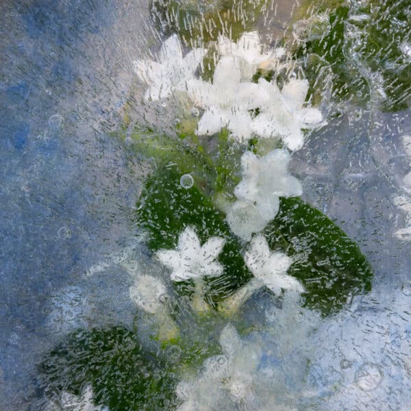 Floraveira - Stephanotis Blue Gray Shawl