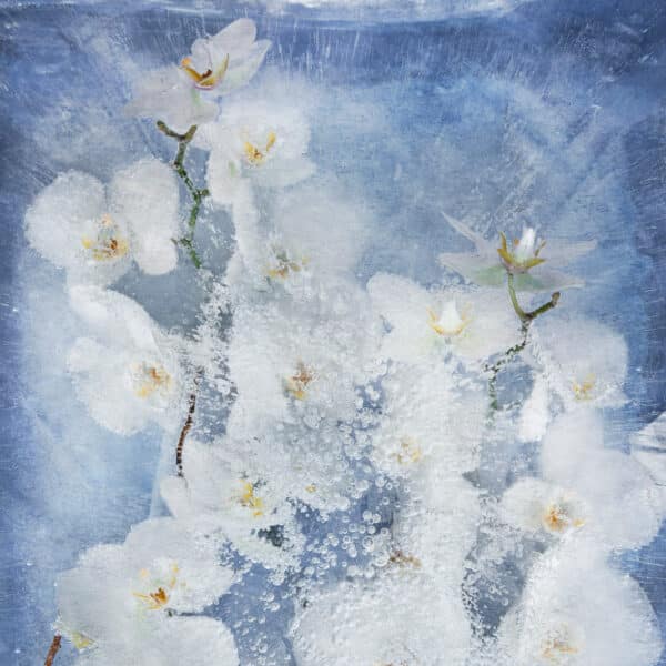 Floraveira - Blue White Orchid Scarf