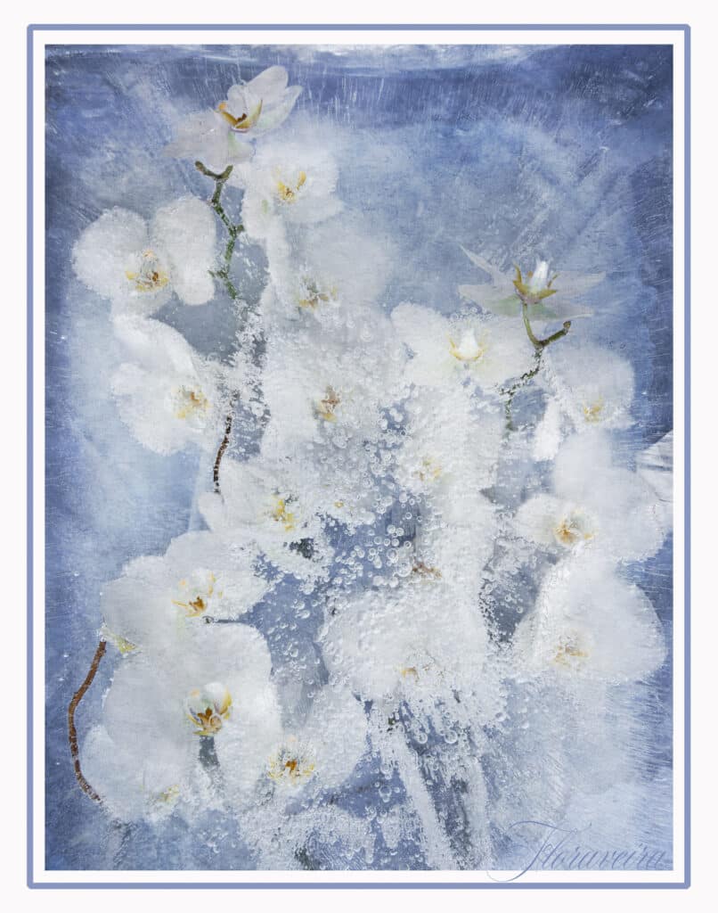 Floraveira - Blue White Orchid Scarf