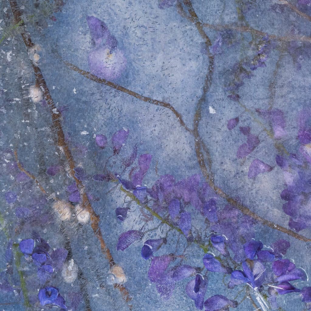 Floraveira - Wisteria Fave Shawl