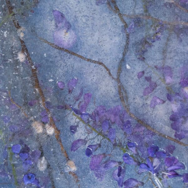 Floraveira - Wisteria Fave Shawl