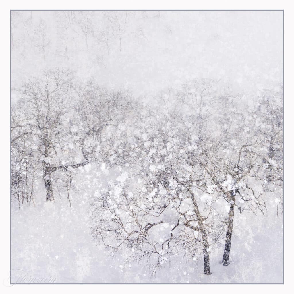 Silver Trees Hokkaido