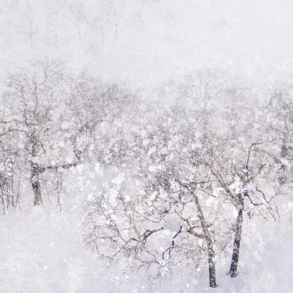 Silvertrees, Hokkaido