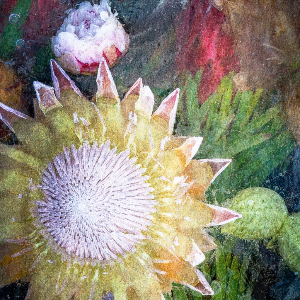 Protea