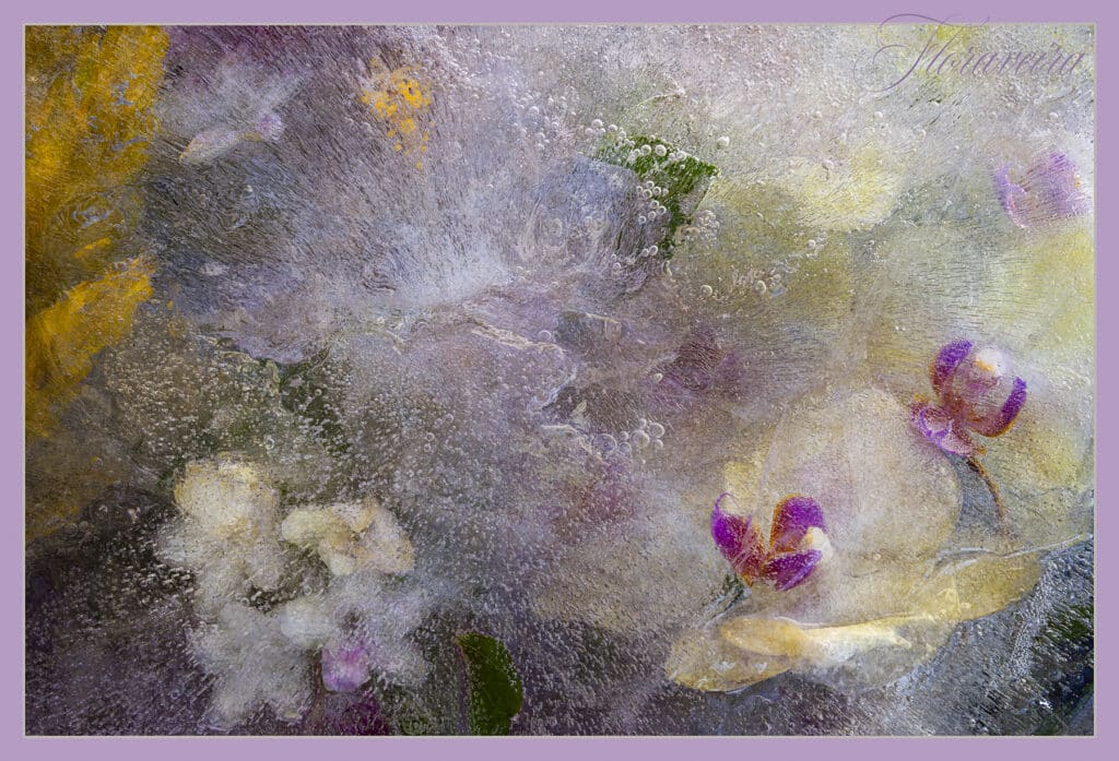Orchid Rainbow