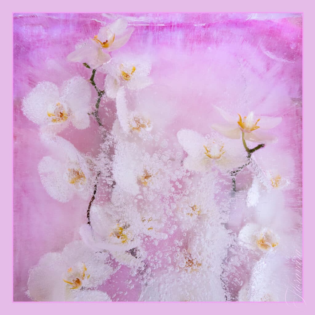 Pink Orchid