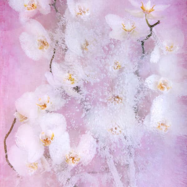Pink Orchid
