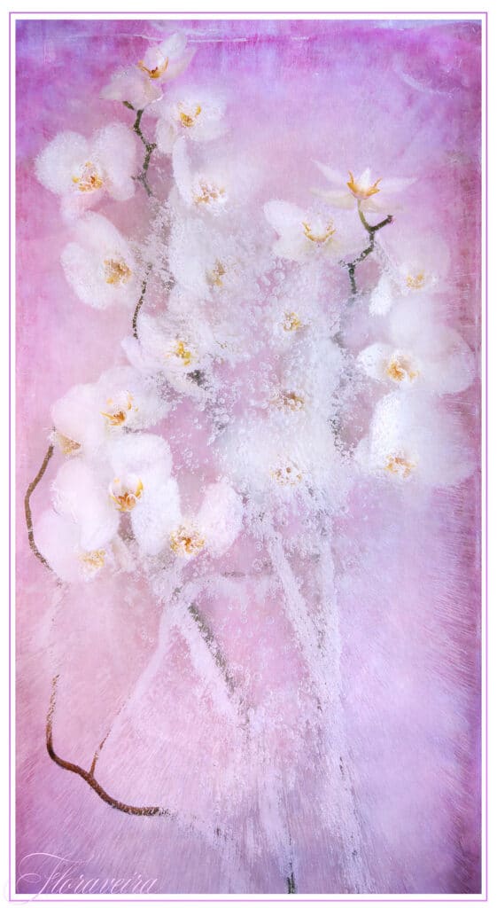 Pink Orchid