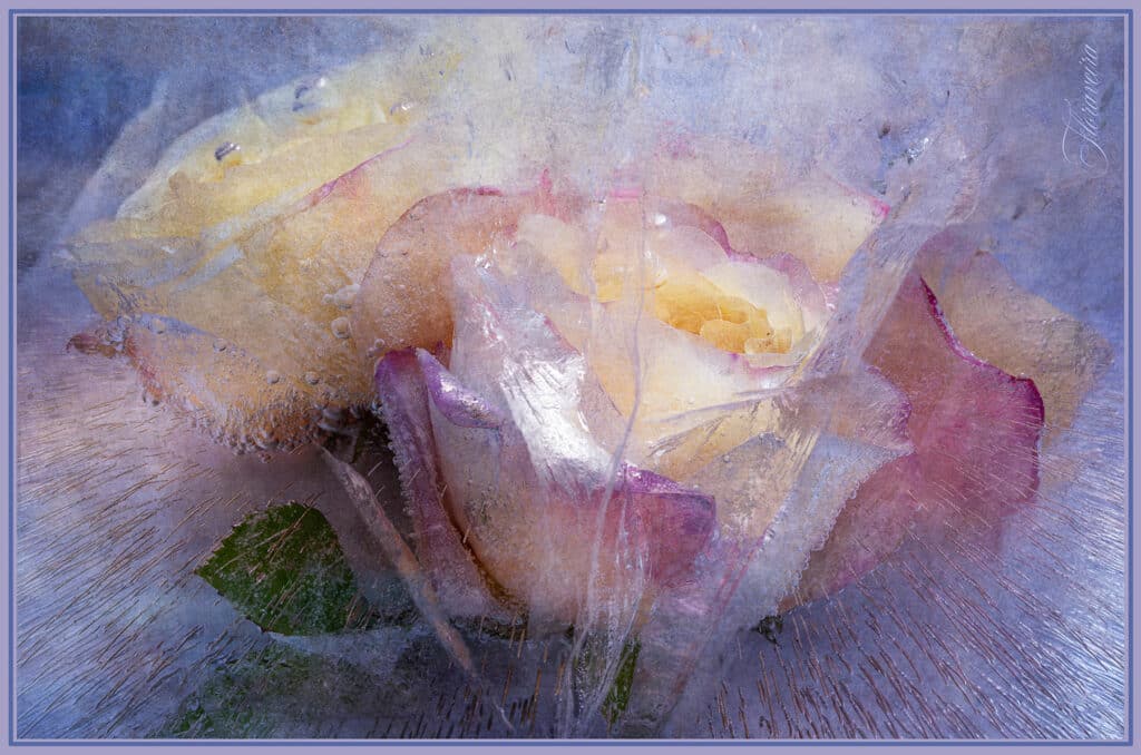 Roses
