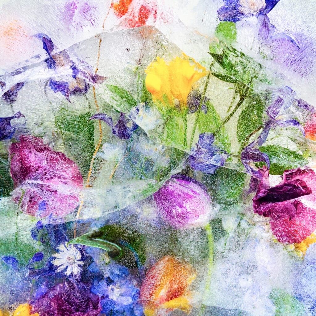 Fractured Poppies