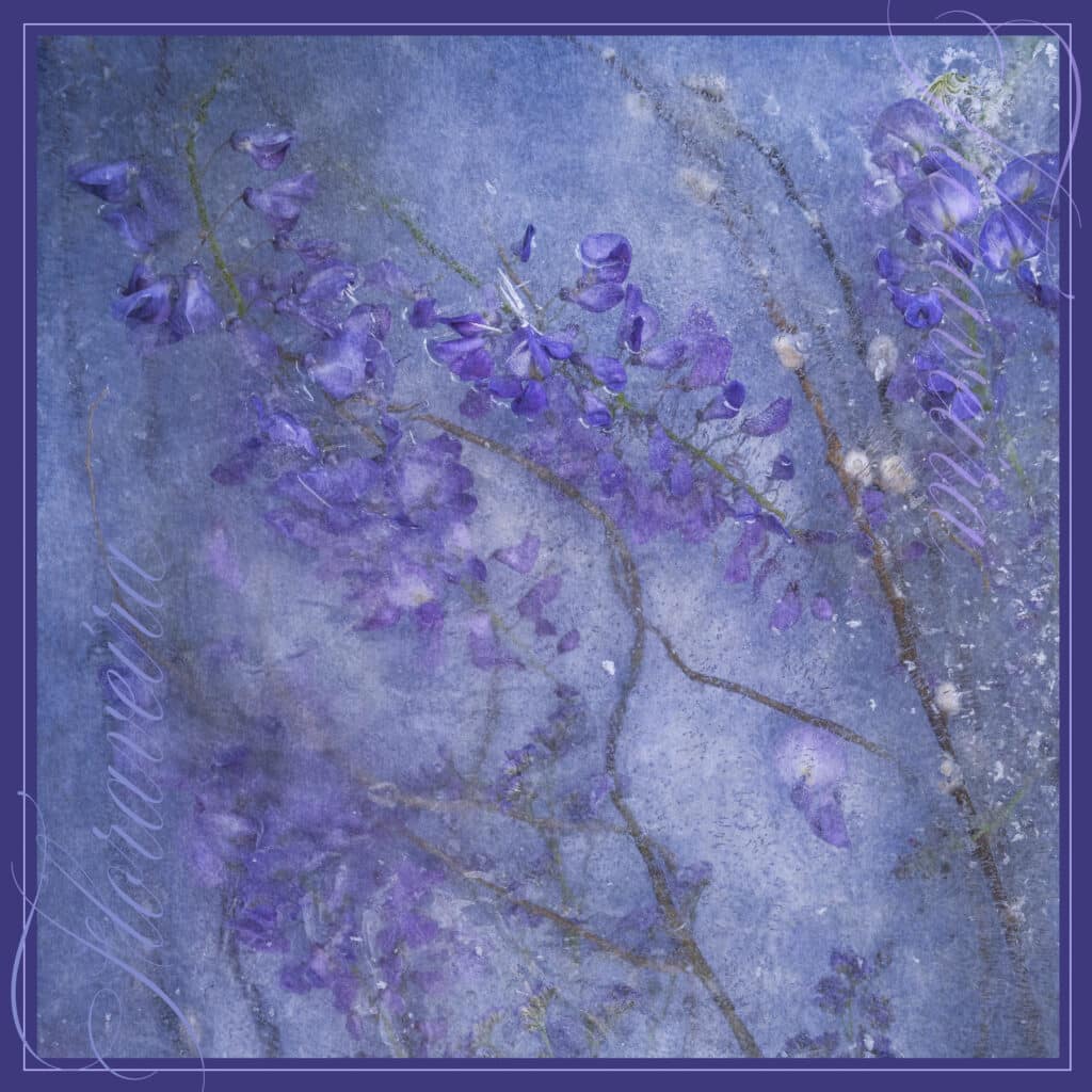 Favorite Wisteria with Pussy Willow
