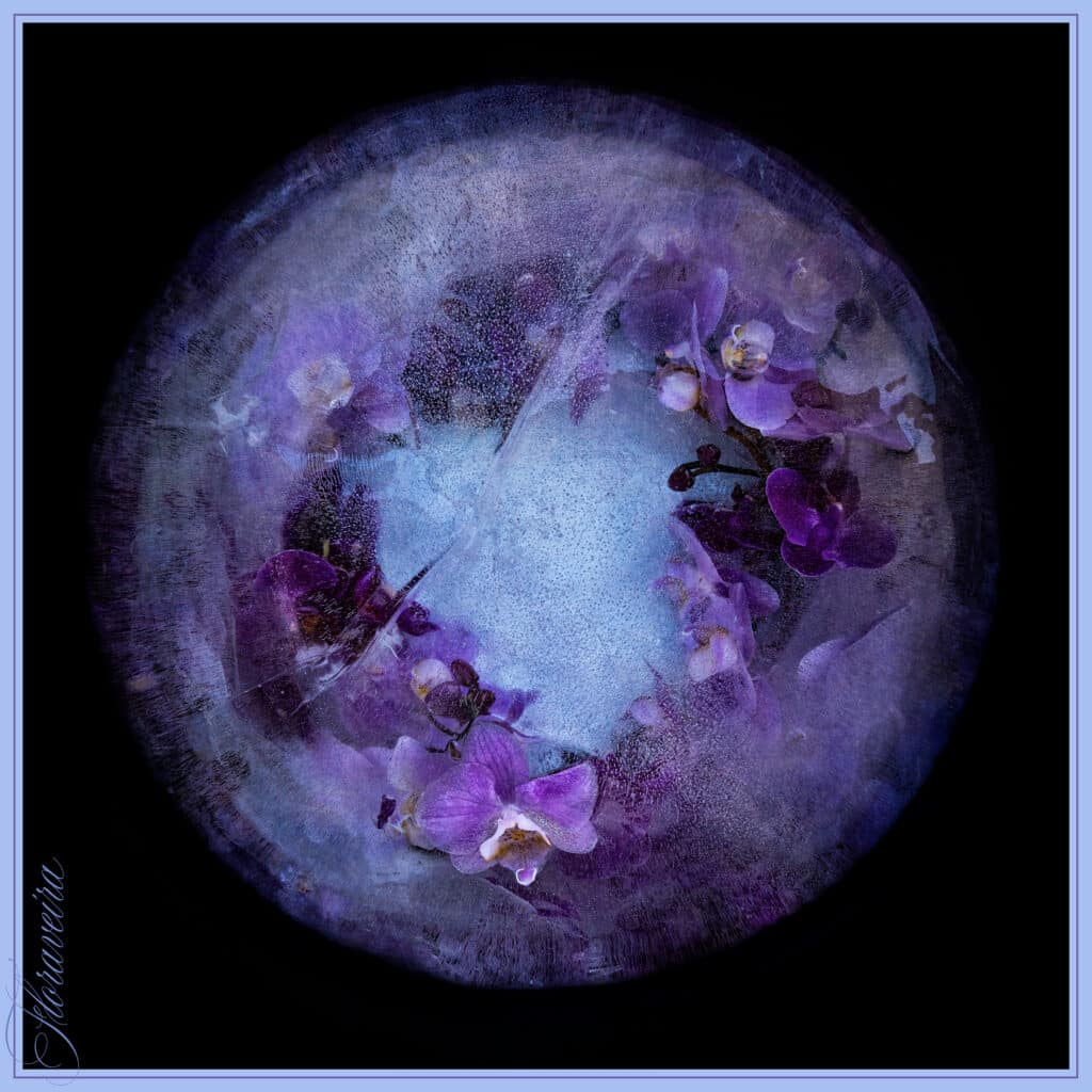 Blueberry World