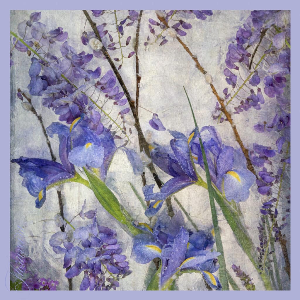 Blue Iris with Wisteria