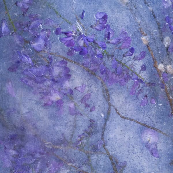 Favorite Wisteria with Pussy Willow