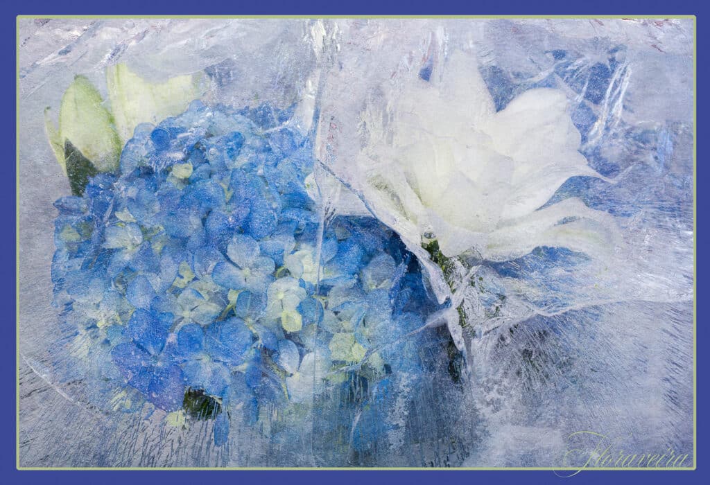 Hydrangea