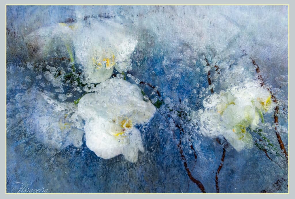 Orchid Blue Water