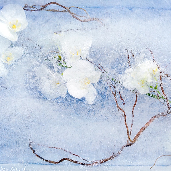Light Blue Orchid