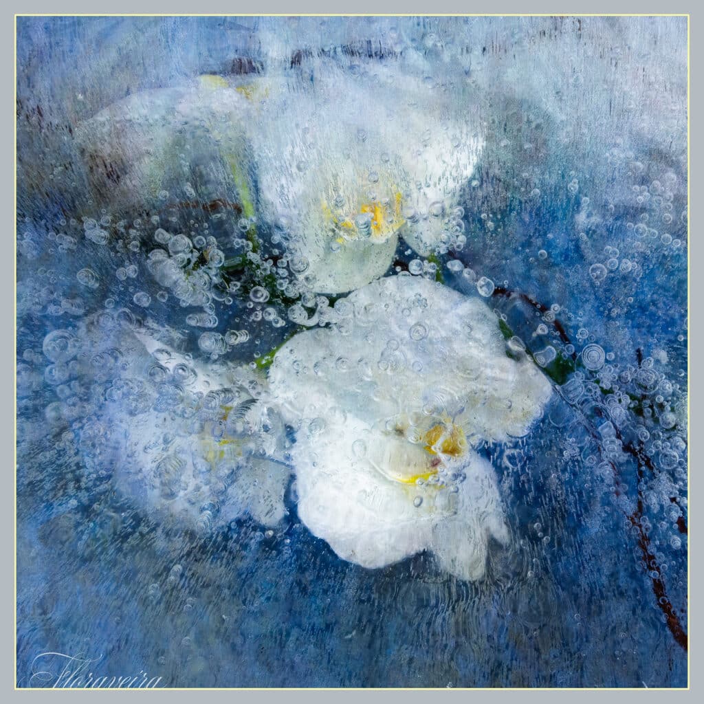 Orchid Blue Water