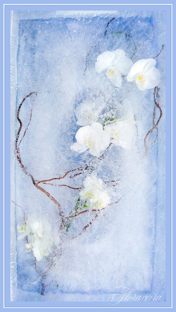 Light Blue Orchid