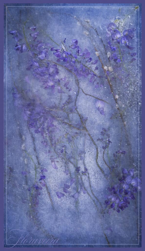 Favorite Wisteria with Pussy Willow