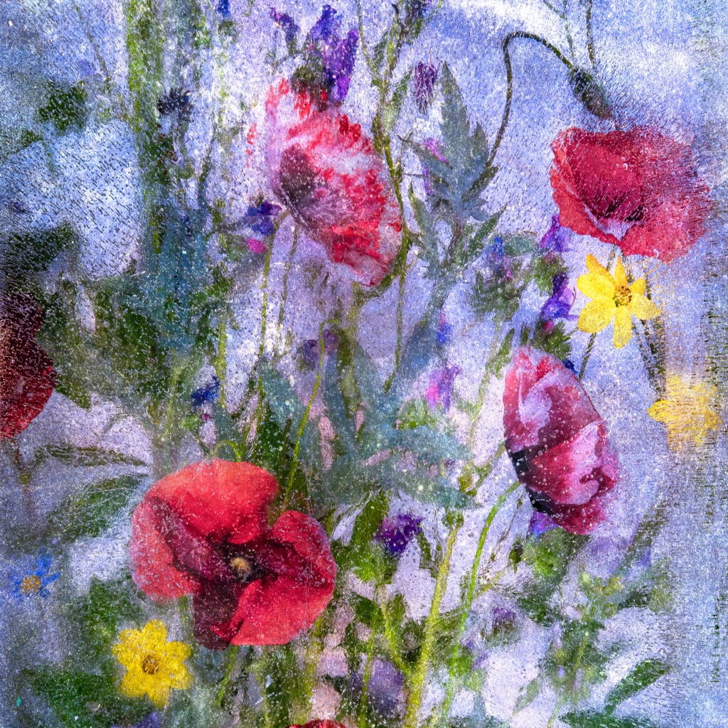 Red Poppies