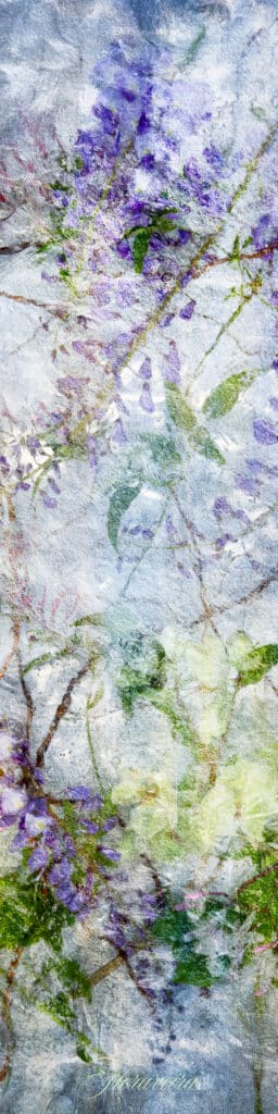 Skinny Wisteria and Hellebore