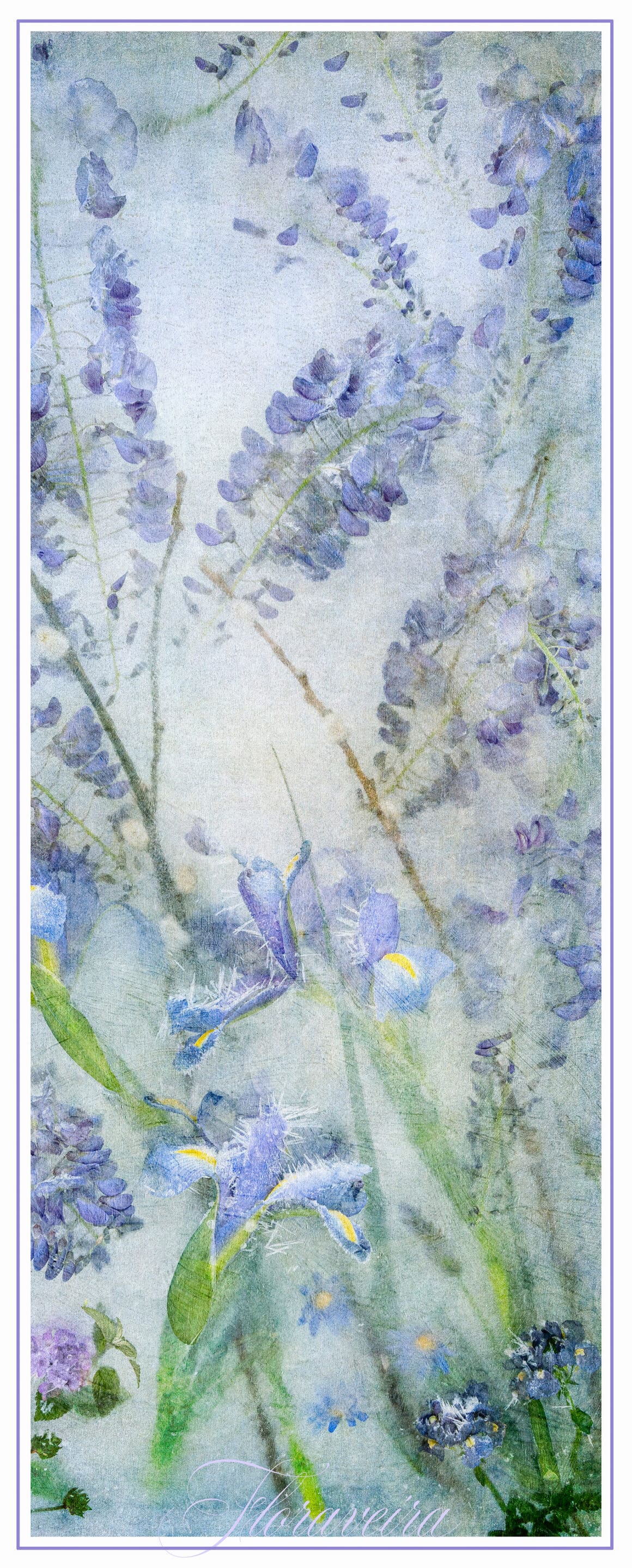 Skinny Wisteria, Iris, Pussy Willow on White