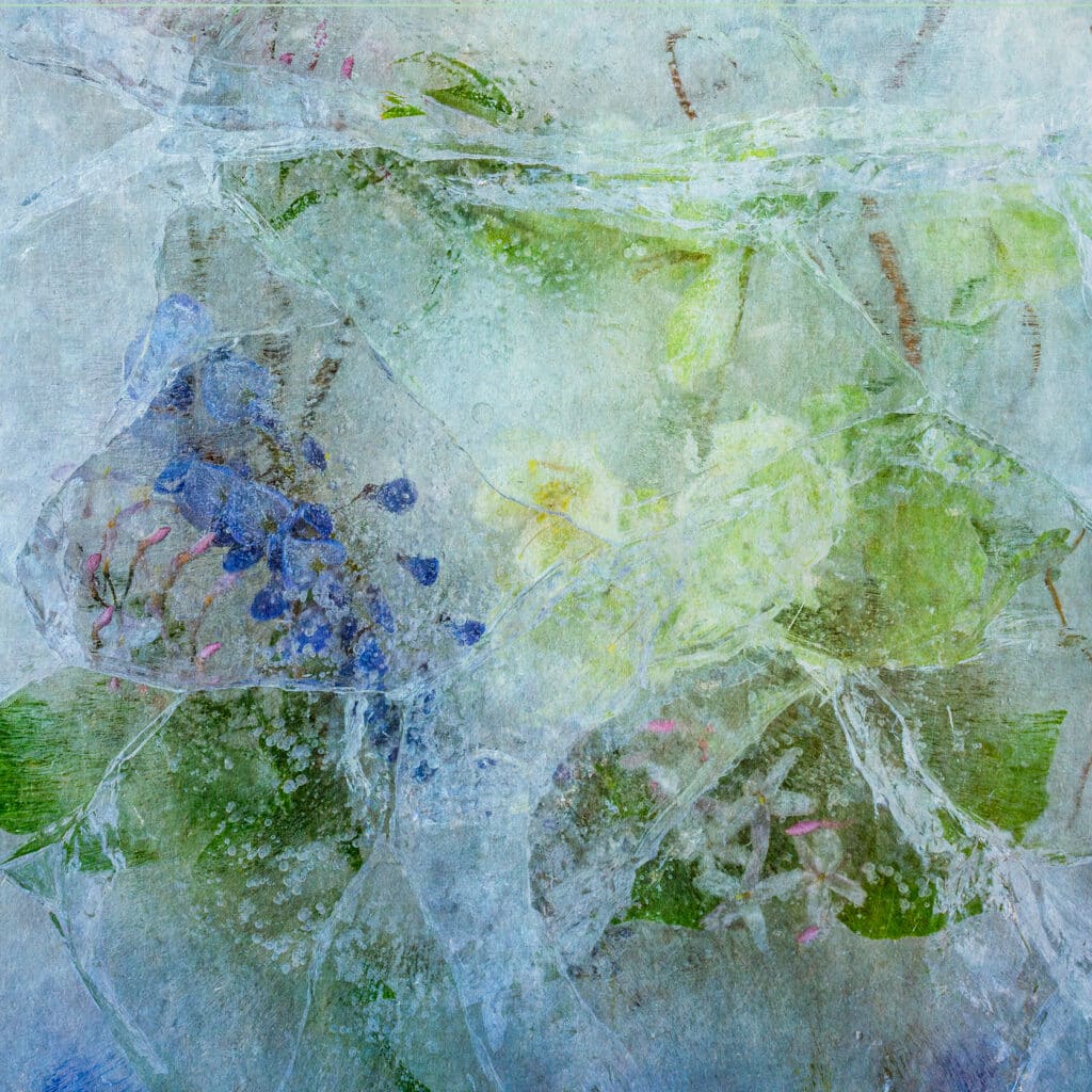 Jasmine Wisteria 2