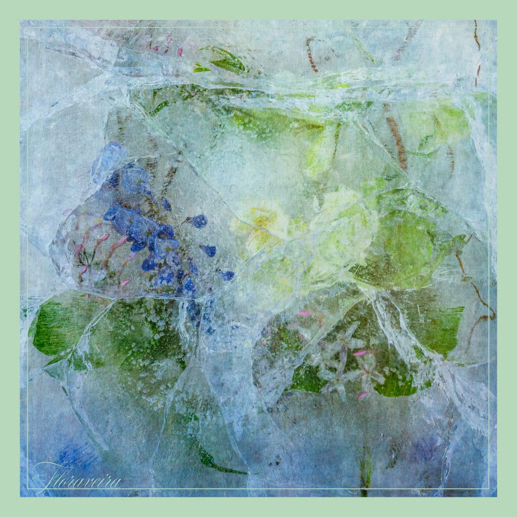 Jasmine Wisteria 2