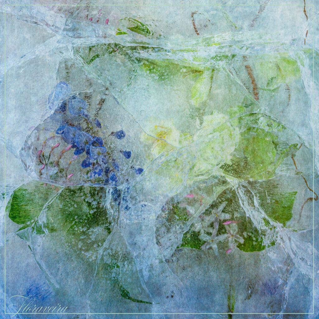 Jasmine Wisteria 2
