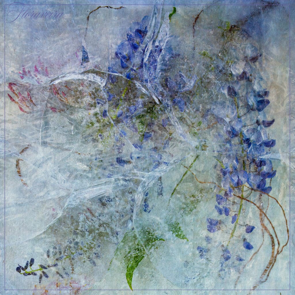 Jasmine Wisteria 1